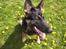 Schæferhund Dj'appes Lea R.I.P - mærkelig vinkel mor