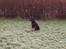 Schæferhund Dj'appes Lea R.I.P