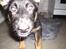 Schæferhund Dj'appes Lea R.I.P