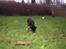Schæferhund Dj'appes Lea R.I.P
