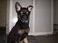 Schæferhund Dj'appes Lea R.I.P
