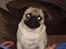 Mops Cæsar