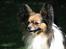 Papillon rulle R.I.P