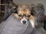 Papillon rulle R.I.P