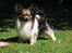 Papillon rulle R.I.P