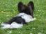 Papillon rulle R.I.P