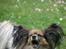 Papillon rulle R.I.P