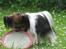 Papillon rulle R.I.P