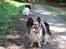 Papillon rulle R.I.P