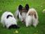 Papillon rulle R.I.P