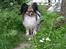 Papillon rulle R.I.P