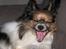 Papillon rulle R.I.P