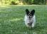 Papillon rønne R.I.P
