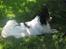 Papillon rønne R.I.P