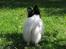 Papillon rønne R.I.P