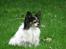 Papillon rønne R.I.P