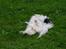 Papillon rønne R.I.P