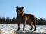 Staffordshire bull terrier Sasha 