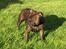 Staffordshire bull terrier Sasha  - sommeren 08