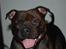 Staffordshire bull terrier Sasha  - sommeren 08