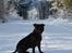 Staffordshire bull terrier Sasha 