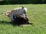 Staffordshire bull terrier Sasha  - sommeren 09