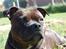 Staffordshire bull terrier Sasha  - sommeren 09