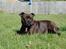 Staffordshire bull terrier Sasha  - sommeren 09