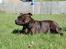 Staffordshire bull terrier Sasha  - sommeren 09