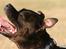 Staffordshire bull terrier Sasha  - sommeren 08