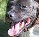 Staffordshire bull terrier Zizou