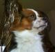 Papillon muddi. Aflivet.