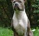 Amerikansk staffordshire terrier Trunte