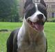 Amerikansk staffordshire terrier KIARA