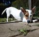 Jack russell terrier Wentzel´s Nova