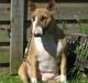 Bullterrier Asta