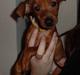 Dvaergpinscher Miki