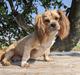 Lhasa apso Lhasa fabricius Leeloo