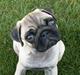 Mops Mini's Cosmo Alexander