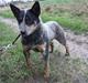 Australsk cattledog SweetAzur´s Bambina