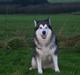 Alaskan malamute Maggie