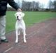 Dogo argentino Sultan  |