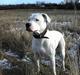 Dogo argentino Diva