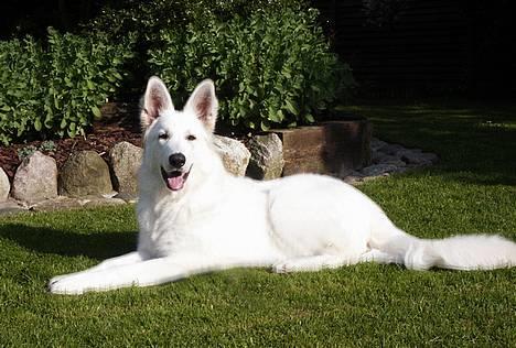 Hvid schæfer Alaska - Hej med dig, jeg hedder Alaska og er nu 6 år billede 1