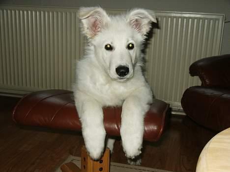 Hvid schæfer Alaska - Man har bedre overblik her oppe fra billede 2