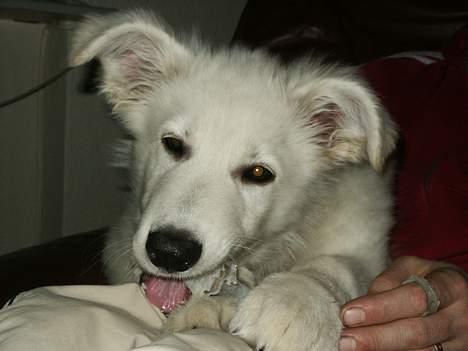 Hvid schæfer Alaska - Tyggeben de er gode billede 3