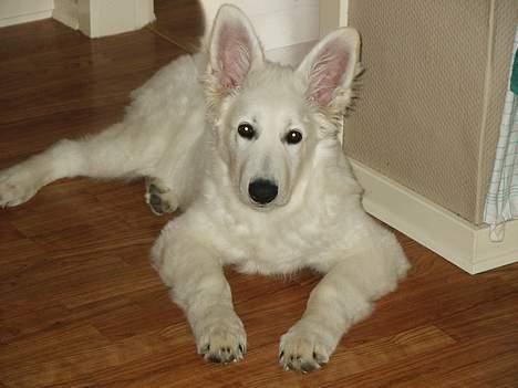 Hvid schæfer Alaska - Hej fotograf billede 4