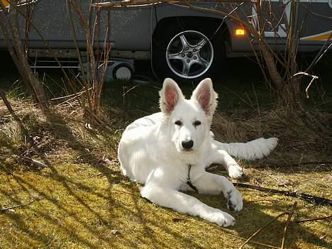 Hvid schæfer Alaska - Du tager billeder hele tiden billede 5