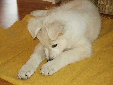 Hvid schæfer Alaska - Hvad er der under tæppet billede 6