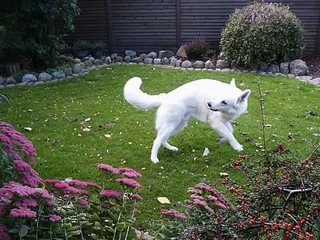 Hvid schæfer Alaska - Jeg boltrer mig i haven billede 7